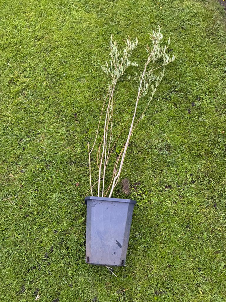 Salix medwedewii / Kaukasische wilg, Tuin en Terras, Ophalen