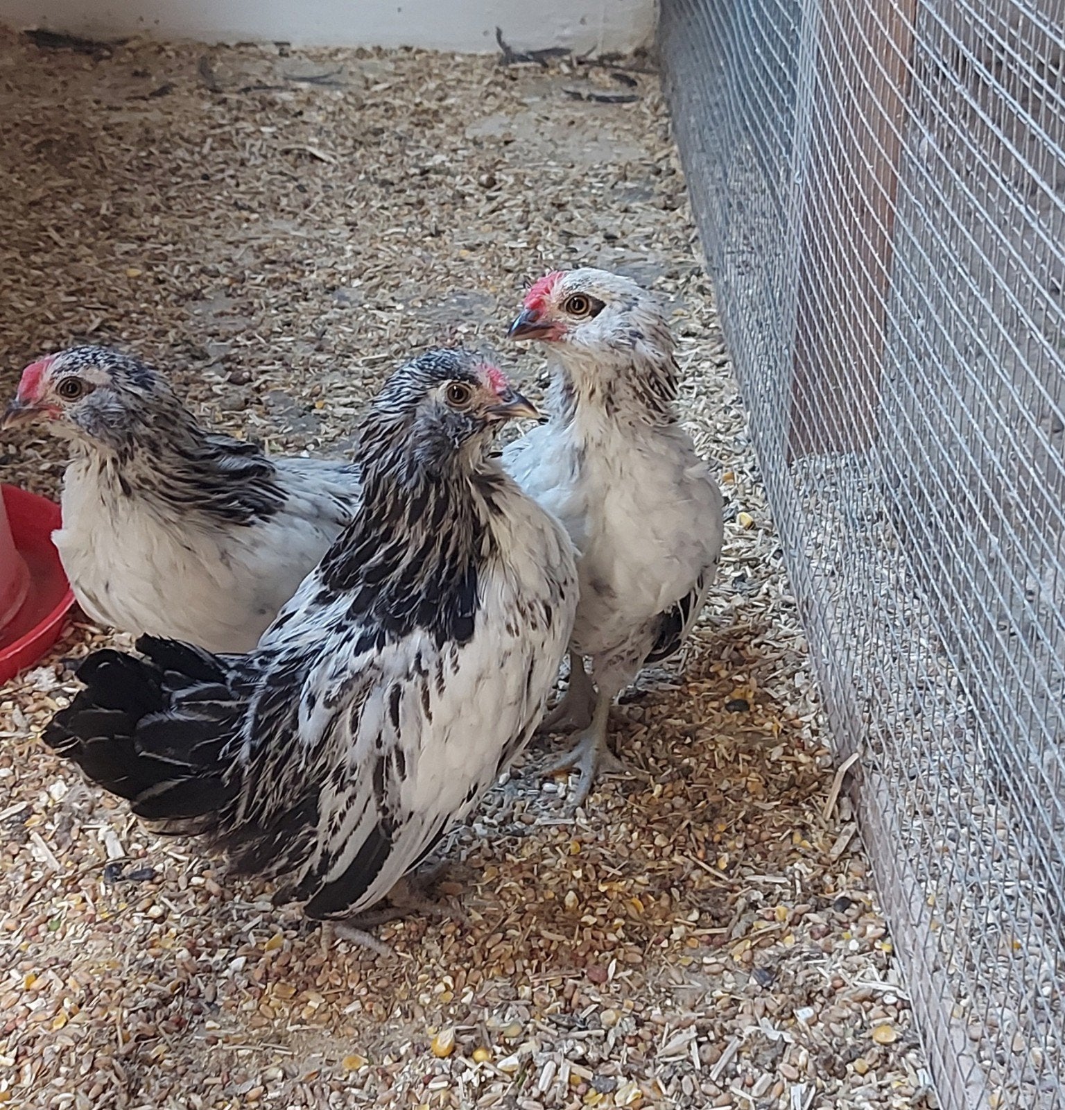 Antwerpse baardkriel haantjes, Dieren en Toebehoren, Pluimvee, Mannelijk, Kip