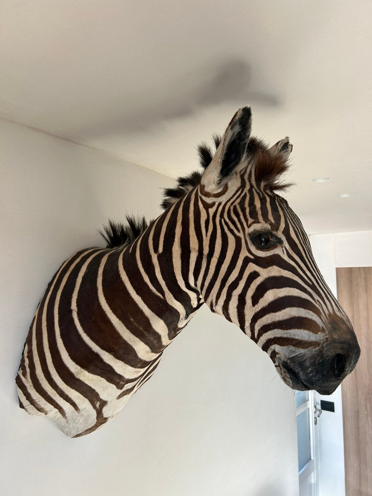 Prachtige grote kop zebra echte taxidermie, Ophalen, Gebruikt, Overige typen