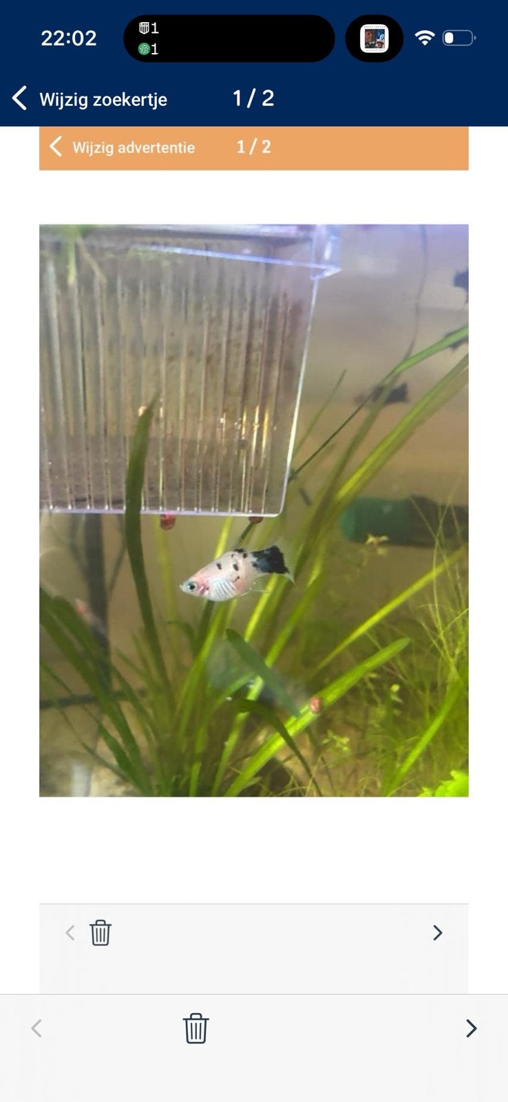 Rasechte Panda Platy’s (Zeldzaam!), Dieren en Toebehoren, Vis