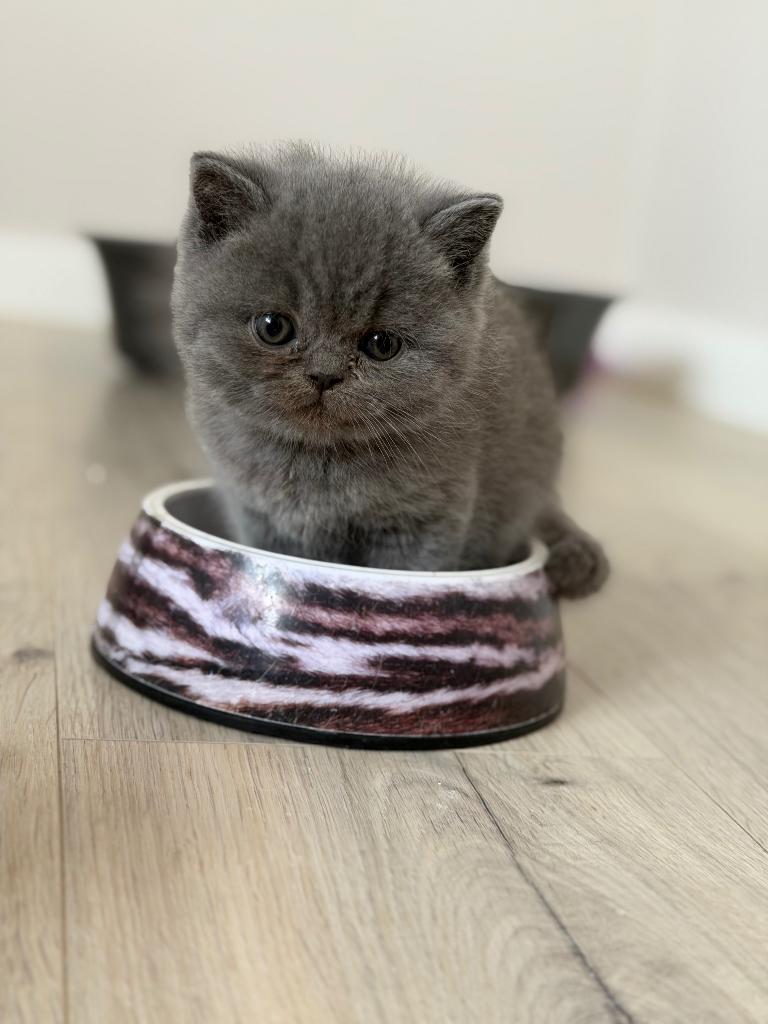 Britse korthaar kittens, Dieren en Toebehoren, Katten en Kittens | Raskatten | Korthaar, Meerdere dieren, 0 tot 2 jaar, Gechipt
