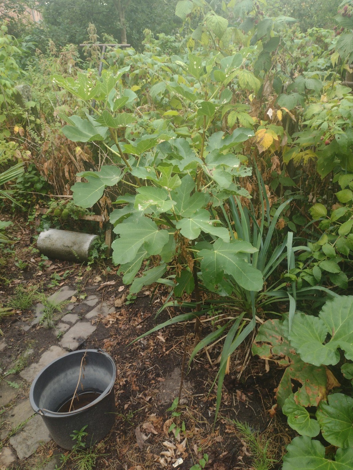 vijgenbolmpje, Tuin en Terras, Planten | Bomen, Ophalen