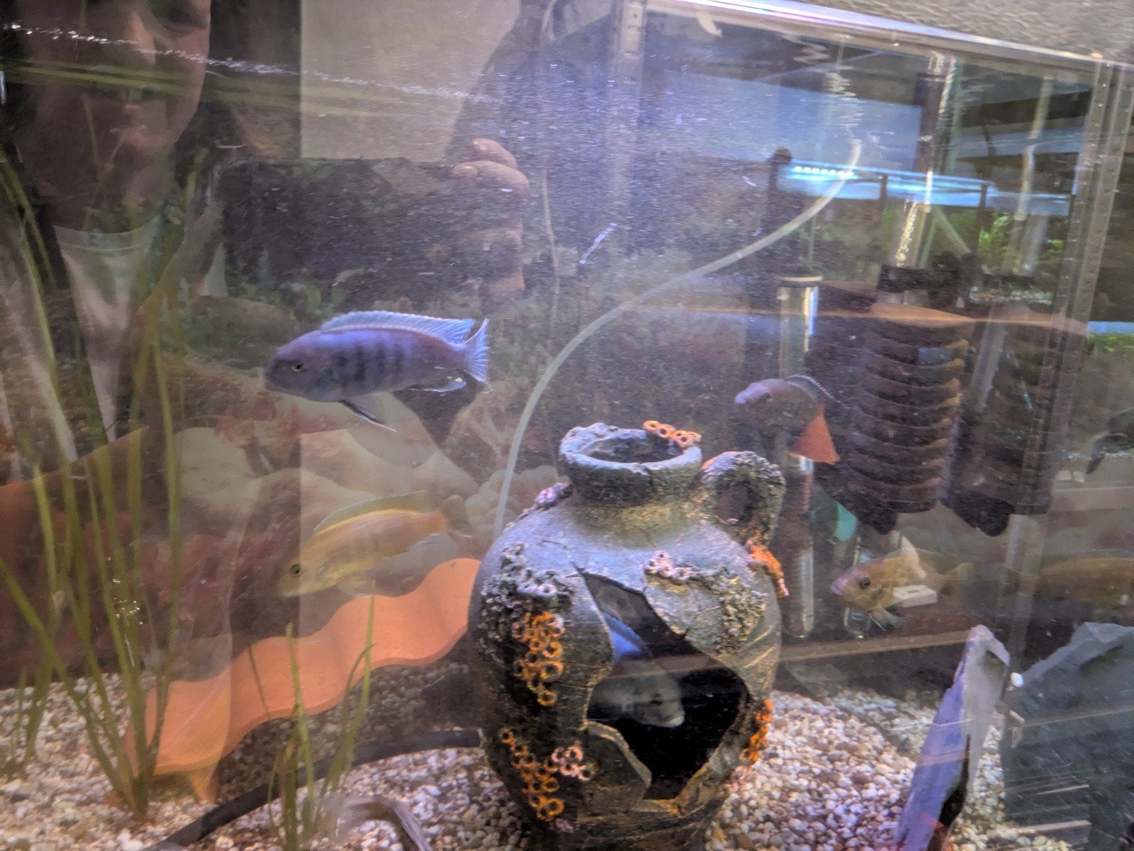 Cichliden en botia's, Dieren en Toebehoren, Overige soorten