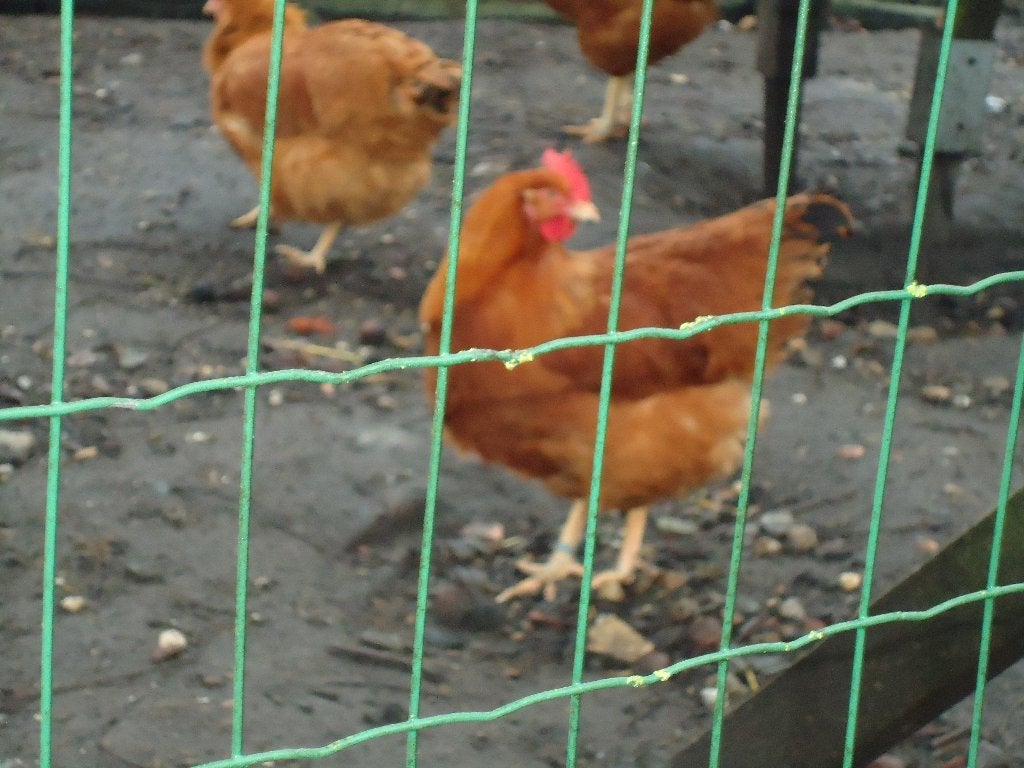 broedeieren new hampshire, Dieren en Toebehoren, Pluimvee, Kip, Geslacht onbekend