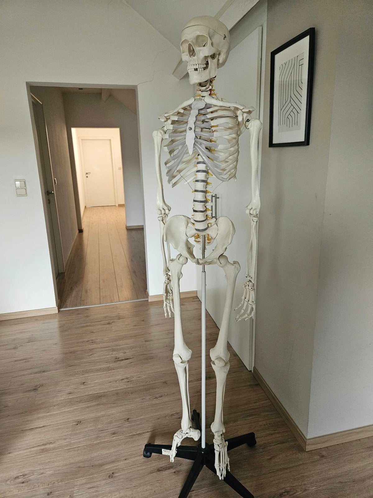 Anatomisch skelet, Boeken, Ophalen, Zo goed als nieuw