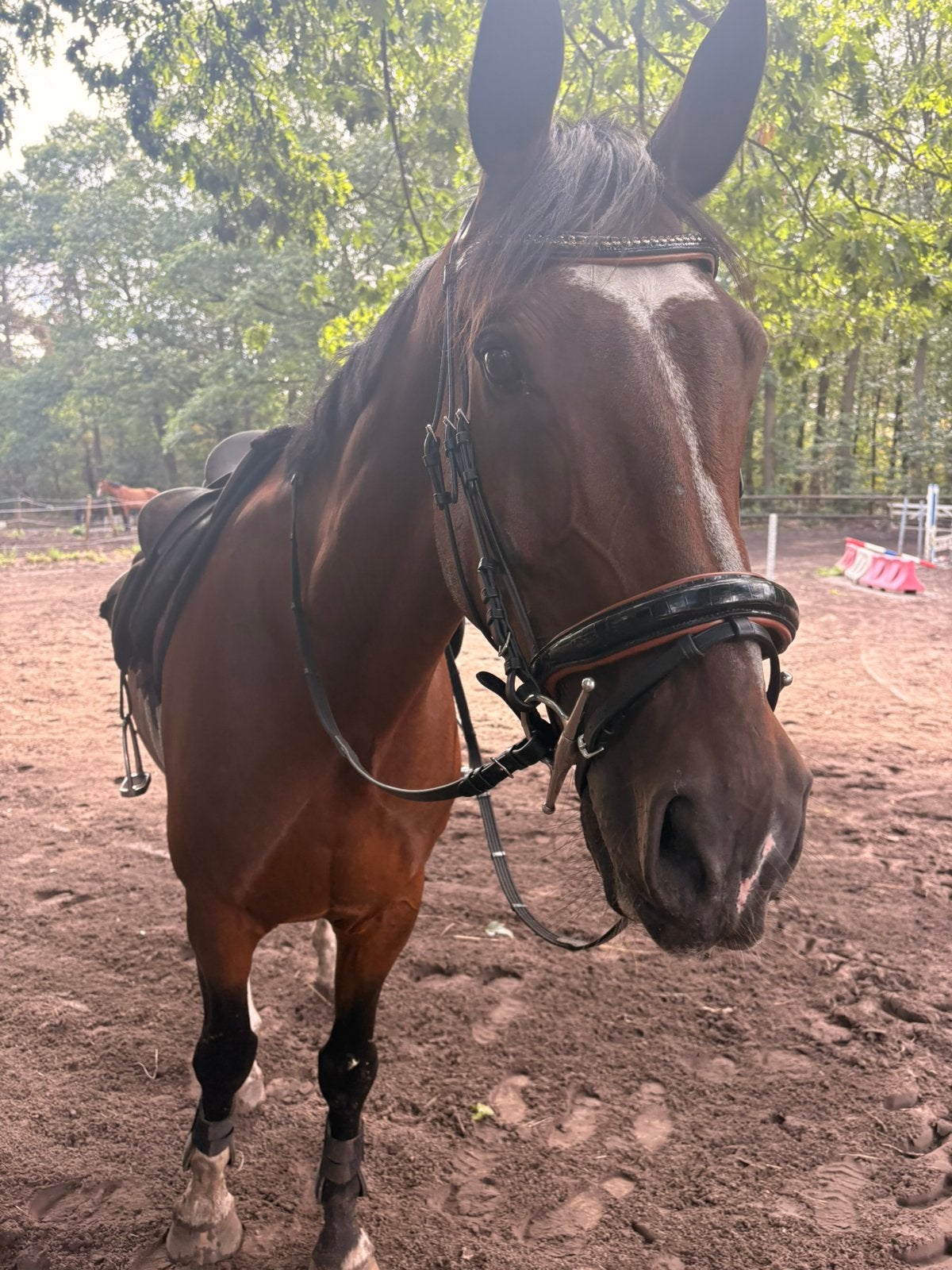 Sweet BSP Garden., 11 ans ou plus, Hongre, 165 à 170 cm, L