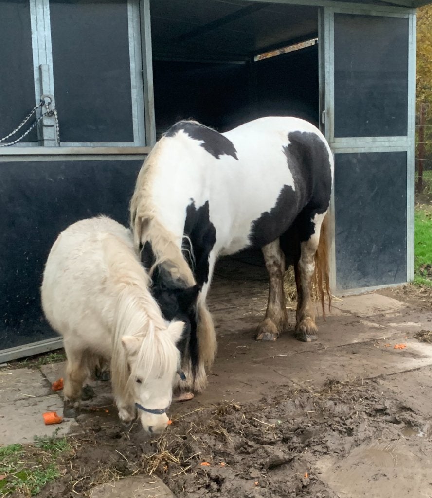 Paard Tinker, Dieren en Toebehoren, 160 tot 165 cm, Onbeleerd, 11 jaar of ouder, Recreatiepaard
