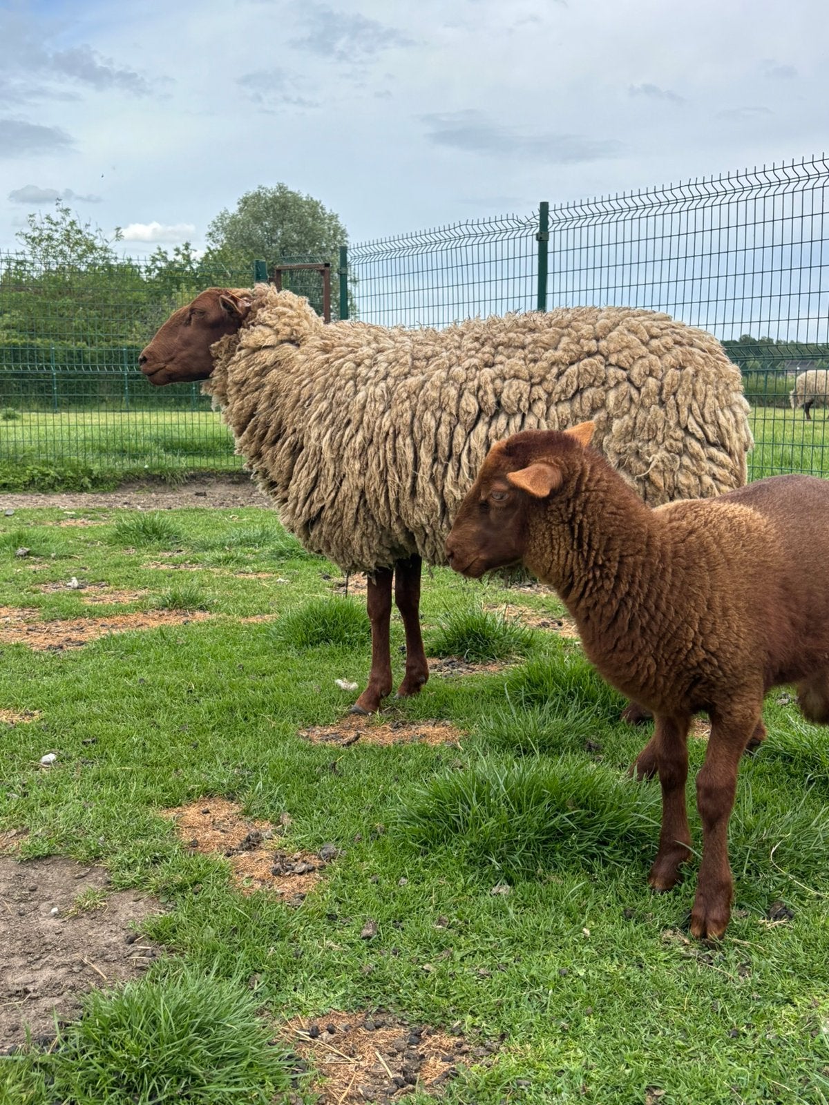 Ardense Voskop ooi + ooilam, Dieren en Toebehoren, Schapen, Geiten en Varkens, Schaap, Vrouwelijk, 0 tot 2 jaar