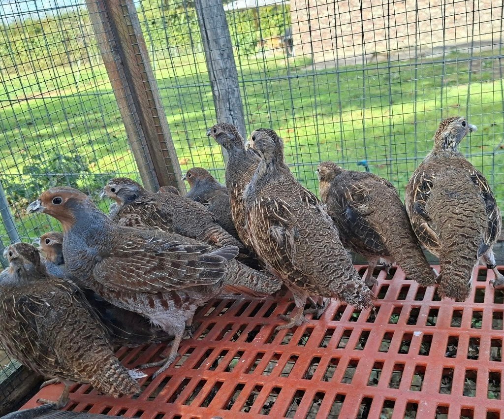 europese patrijzen, Meerdere dieren, Overige soorten