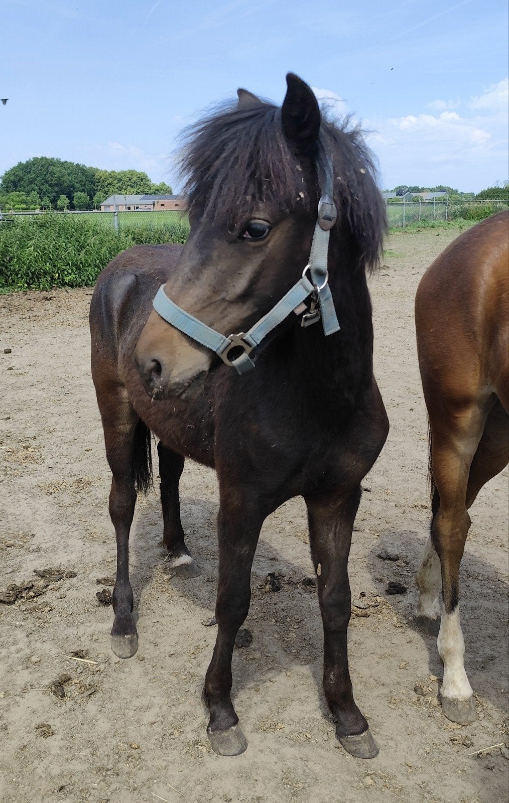 Mega schattige en lieve appaloosa C pony !, Dieren en Toebehoren, Pony's, Merrie, Springpony, 0 tot 2 jaar, C pony (1.27m tot 1.37m)