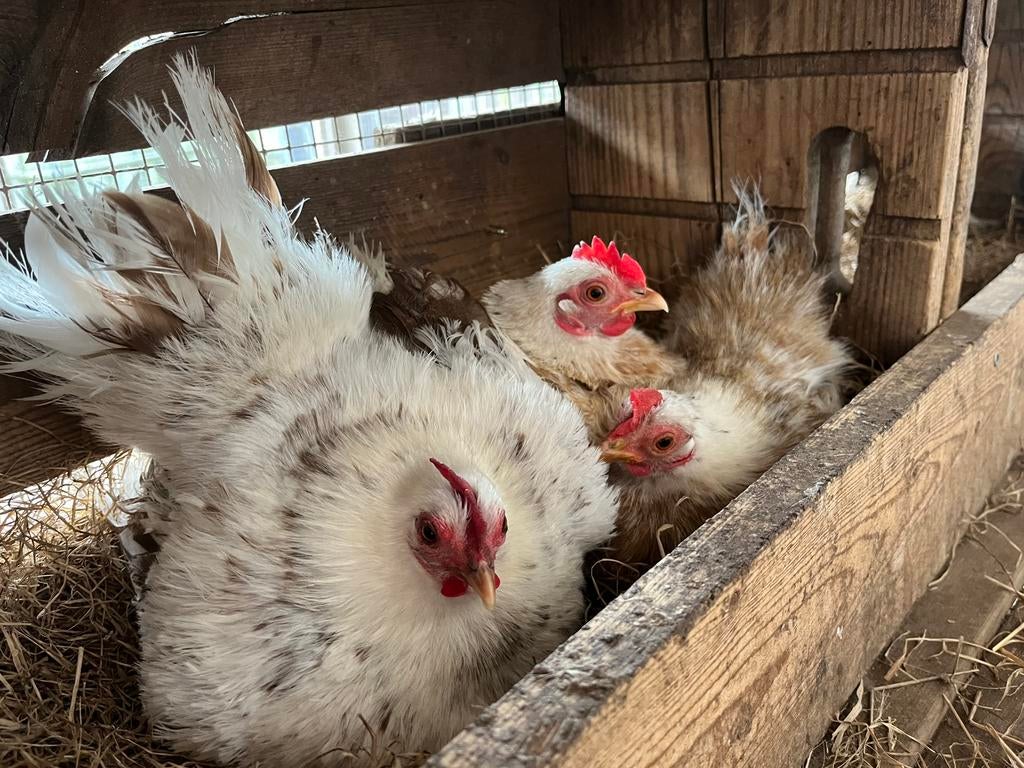 Zijdeveer serama broedeieren, Dieren en Toebehoren, Pluimvee