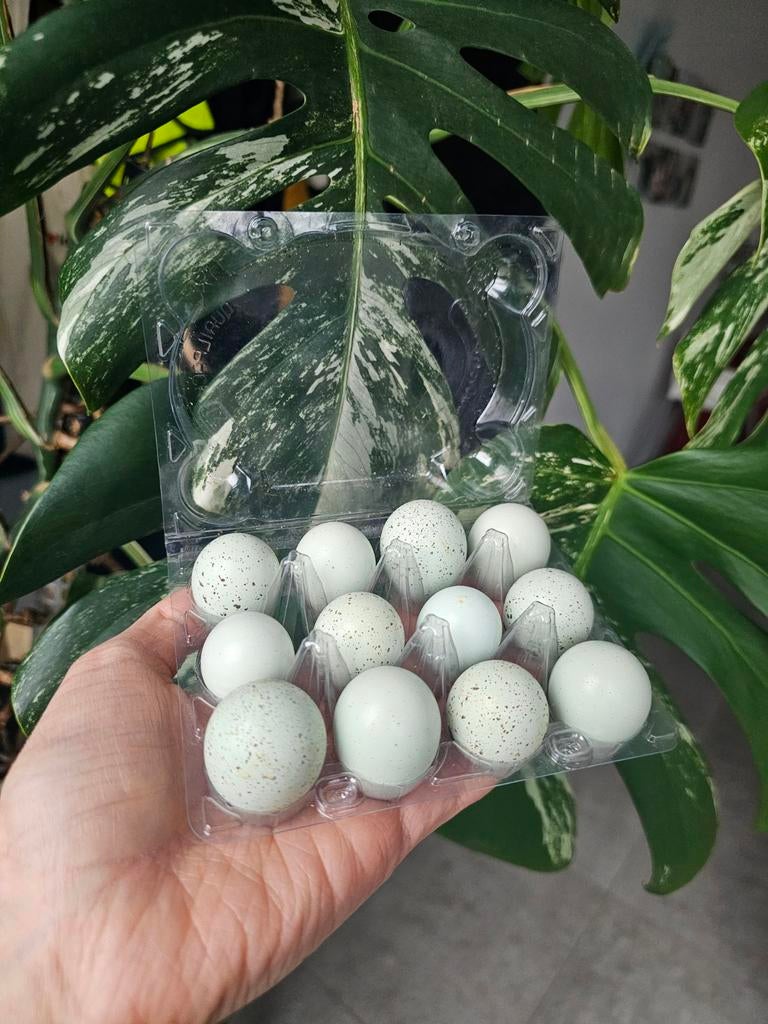 100 % celadon kwartel broedeieren, Dieren en Toebehoren, Ophalen of Verzenden