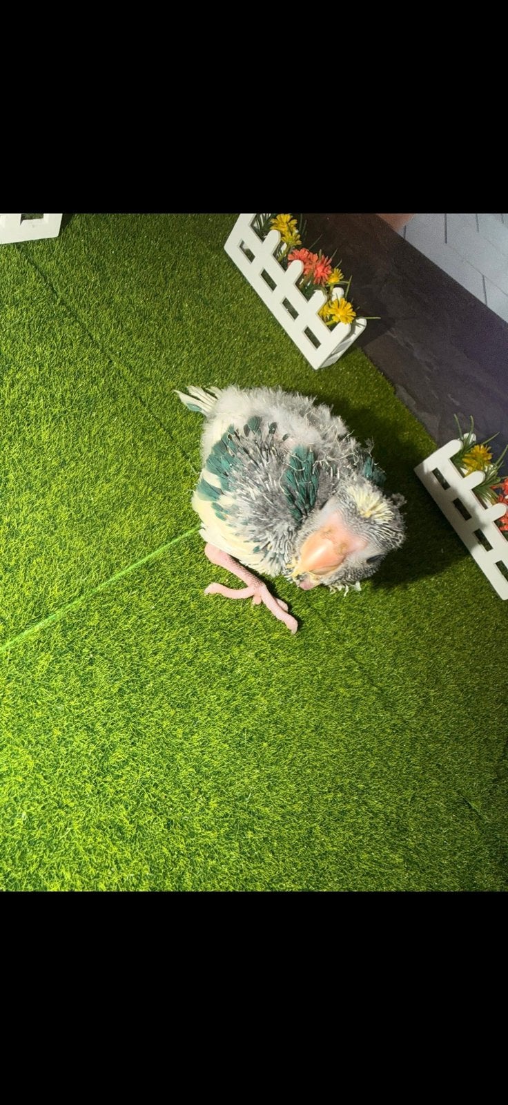 Kakariki, Animaux & Accessoires, Oiseaux | Perruches & Perroquets, Perroquet nain ou Inséparable, Sexe inconnu, Parleur, Domestique
