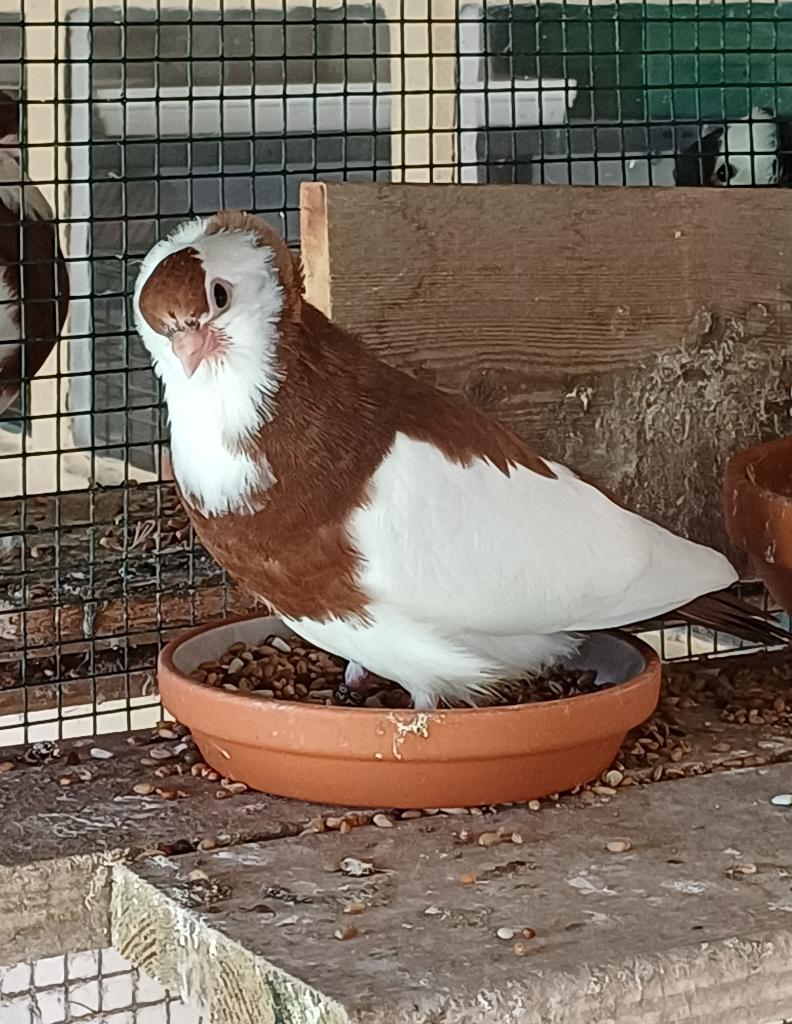 Felegyhazer tuimelaars, Dieren en Toebehoren, Vogels | Duiven, Geslacht onbekend, Tuimelaar of Roller