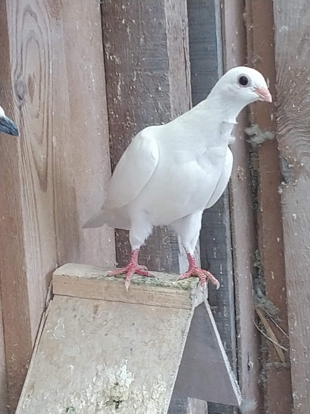 Figutita