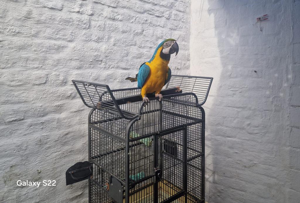 Macaw ara, Mâle, Perroquet, Parleur