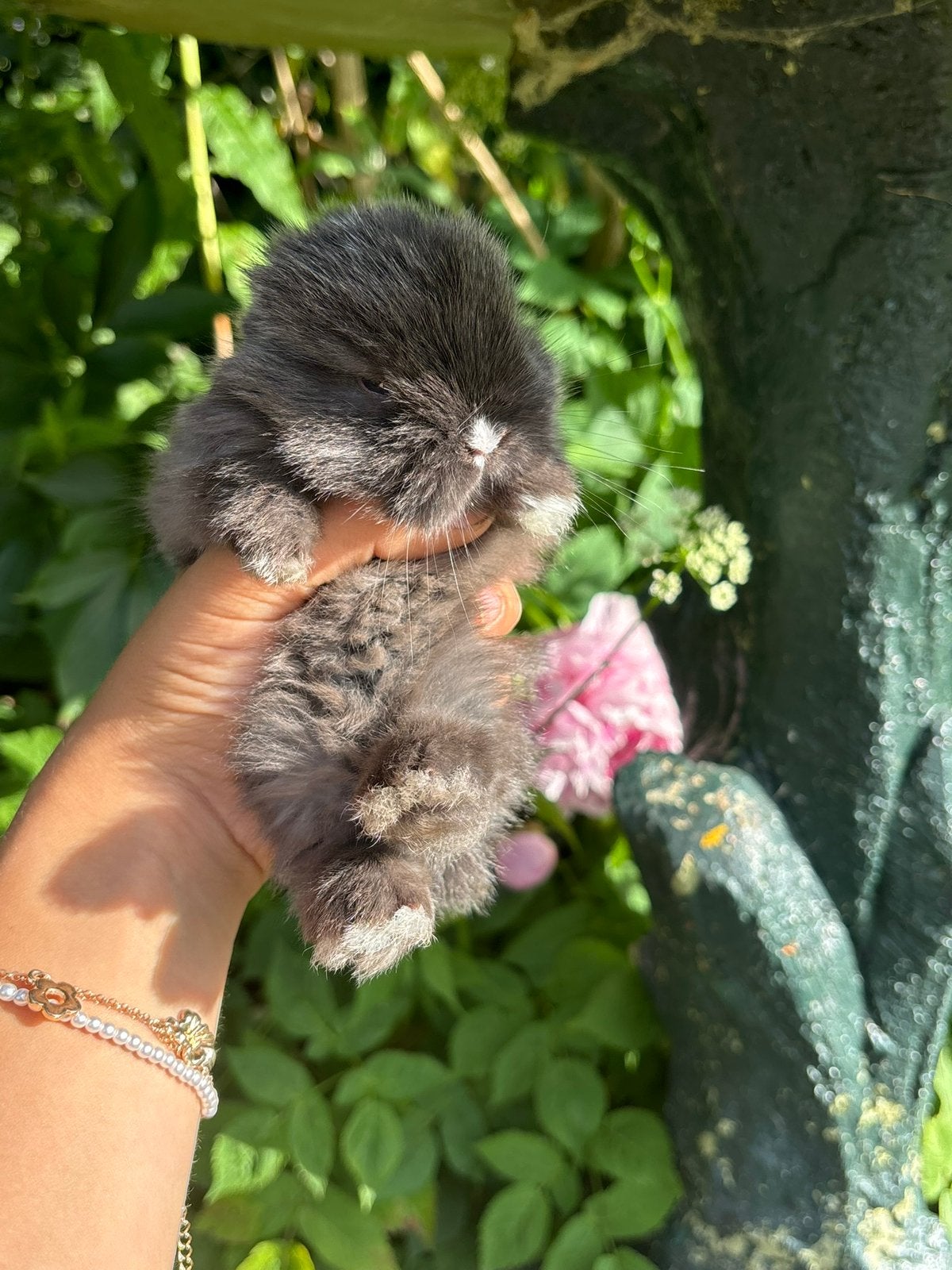 Knappe minilop voedsters, Tickets & Billets, Loisirs | Jardins zoologiques