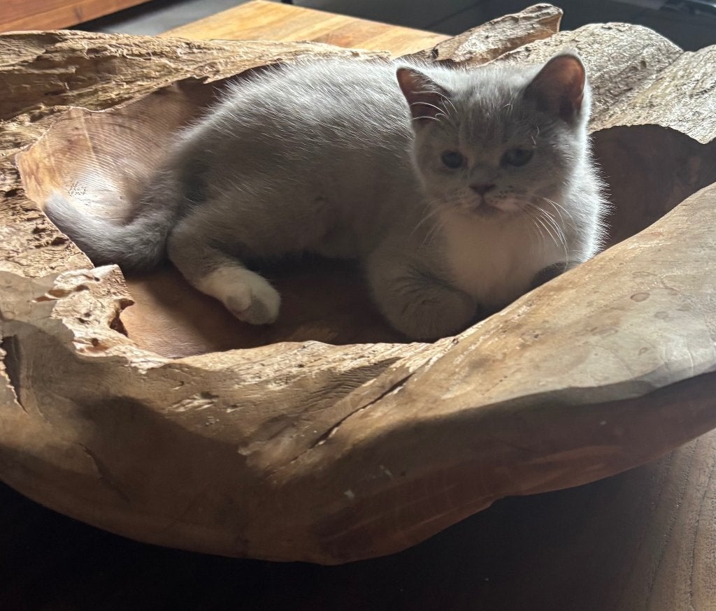 Brits korthaar kittens, Chatte ou Chat, Avec puce électronique, 0 à 2 ans