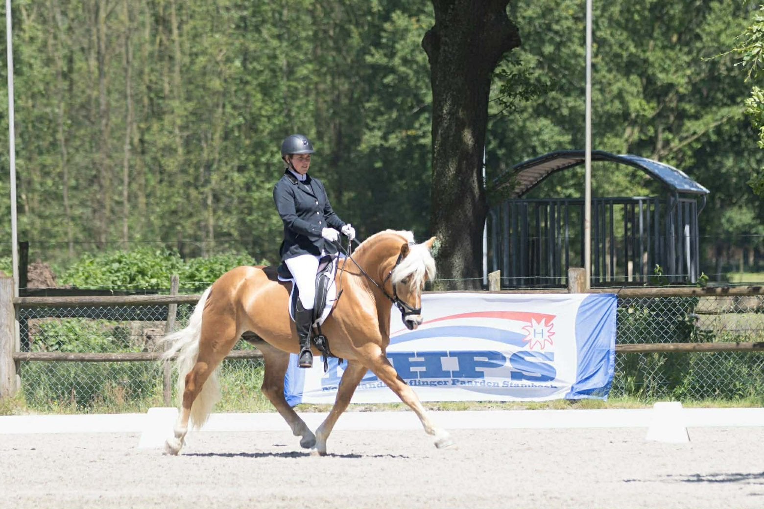 Hongre haflinger de 14ans, Dieren en Toebehoren, Paarden, Ruin, Dressuurpaard, 160 tot 165 cm, 11 jaar of ouder