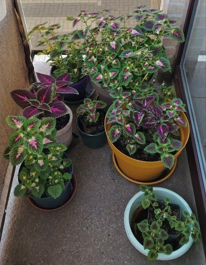 Plantes - boutures _ jeunes Coleus en pot., Enlèvement ou Envoi, Mi-ombre
