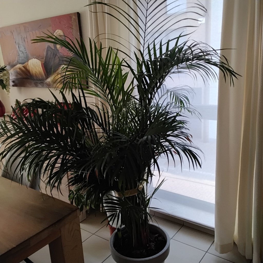 Palmplant, Maison & Meubles, En pot, Palmier, Ombre partielle, 150 à 200 cm