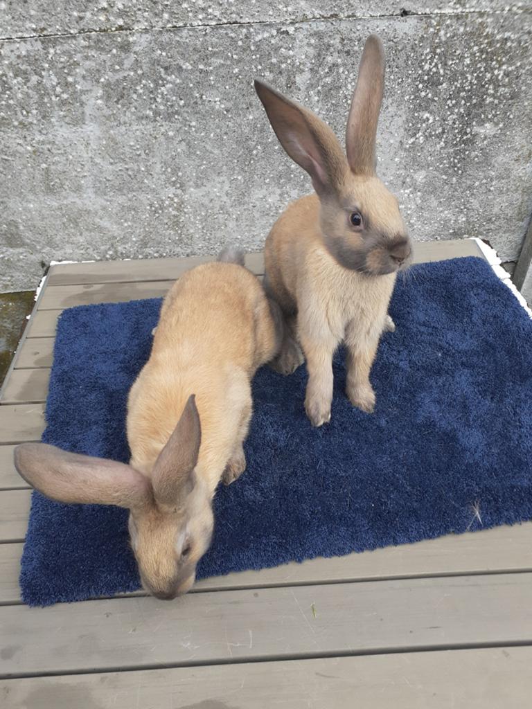Vlinder konijnen 8weken oud 1vrouwtjes 1mannetjes, Dieren en Toebehoren, Konijnen