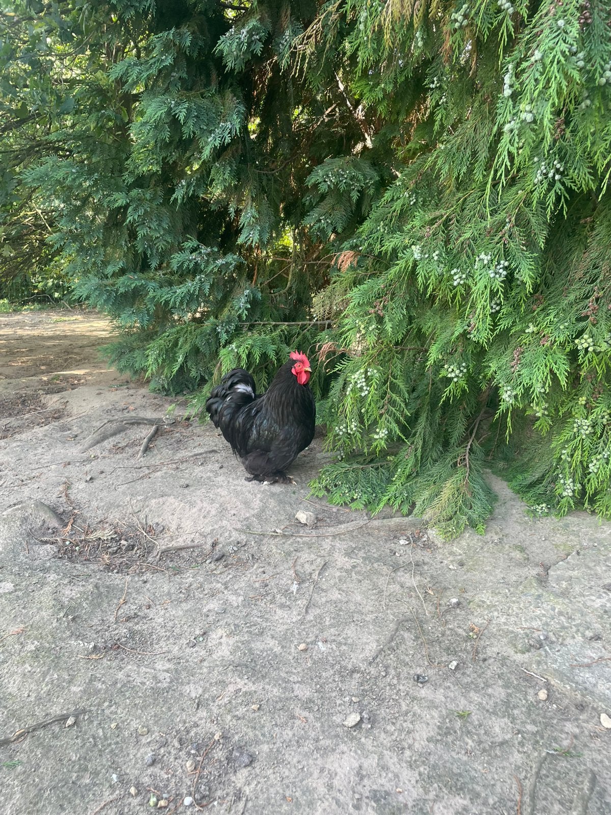 Haan, Dieren en Toebehoren, Pluimvee, Mannelijk, Overige soorten