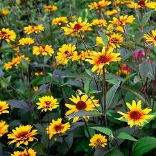 Heliopsis Burning Hearts, Ophalen