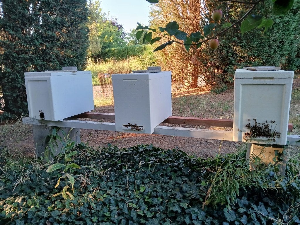 Apiculture: Colonies en ruchette, Enlèvement