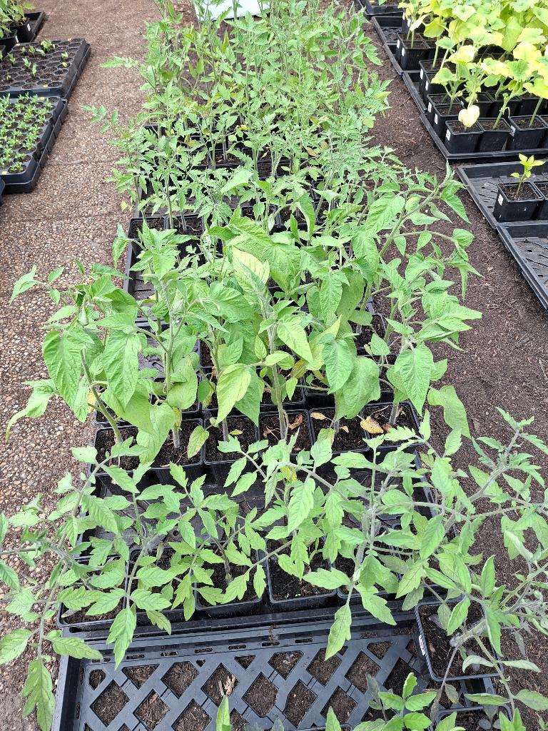 Laatste tomatenplanten (8 rassen) beschikbaar tot 24 mei, Ophalen, Volle zon, Groenteplanten, Eenjarig