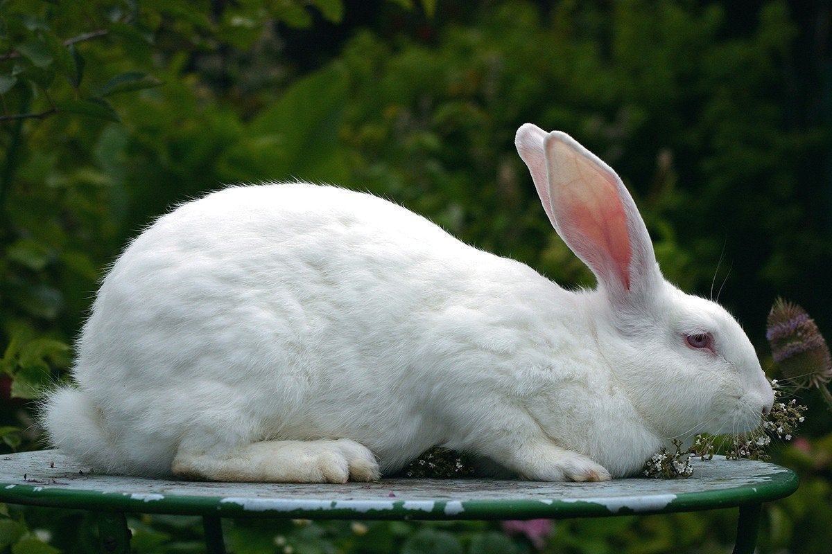 Wit van derdermonde voedsters, Dieren en Toebehoren, Konijnen, Vrouwelijk, Groot, 0 tot 2 jaar