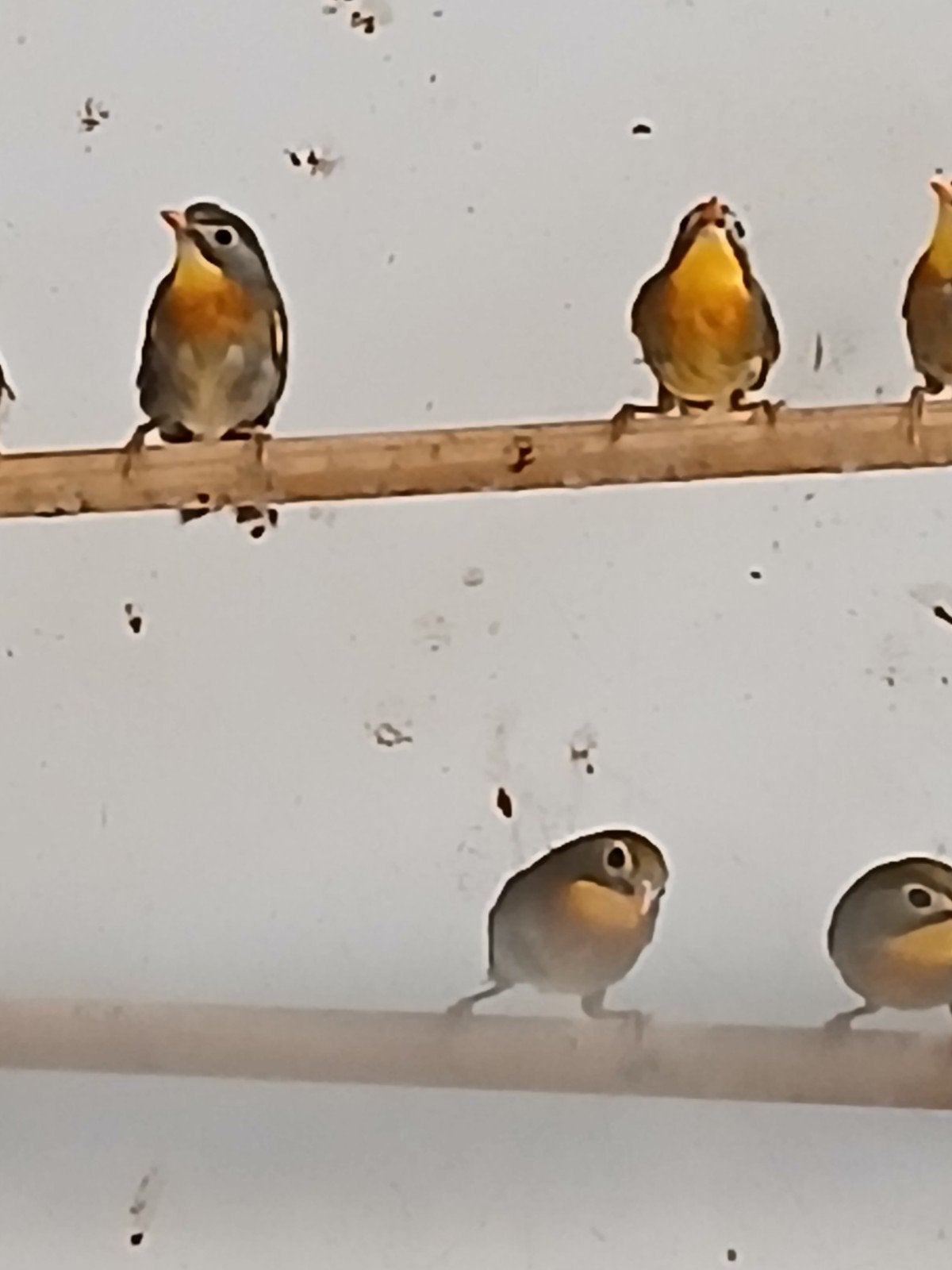 Japanse nachtegaal,   man en pop. Onverwant van '25, Dieren en Toebehoren