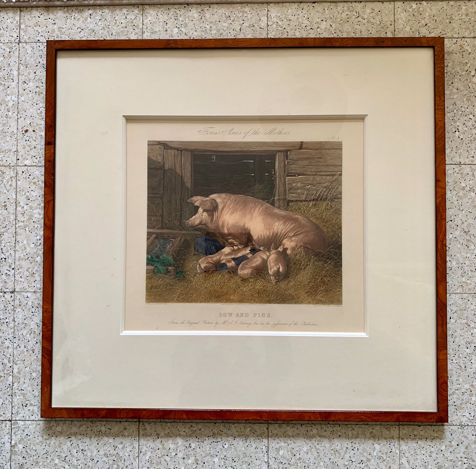 Oude ingelijste prent met biggetjes, Ophalen of Verzenden