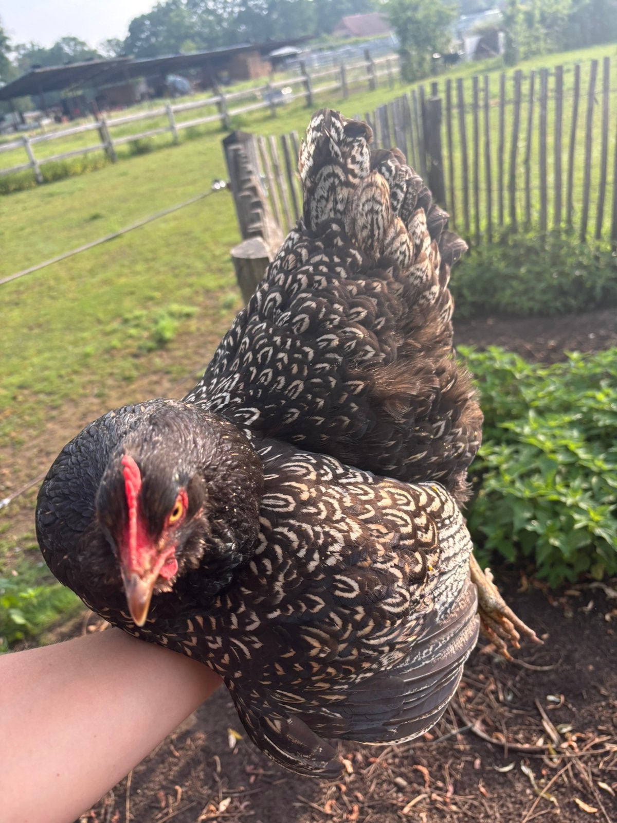 Uniek trio barnevelders, Dieren en Toebehoren
