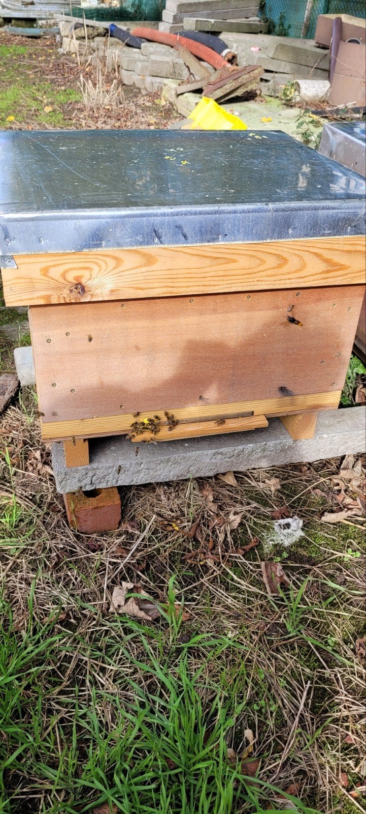bijenvolken/bijen/carnica, Dieren en Toebehoren, Bijen