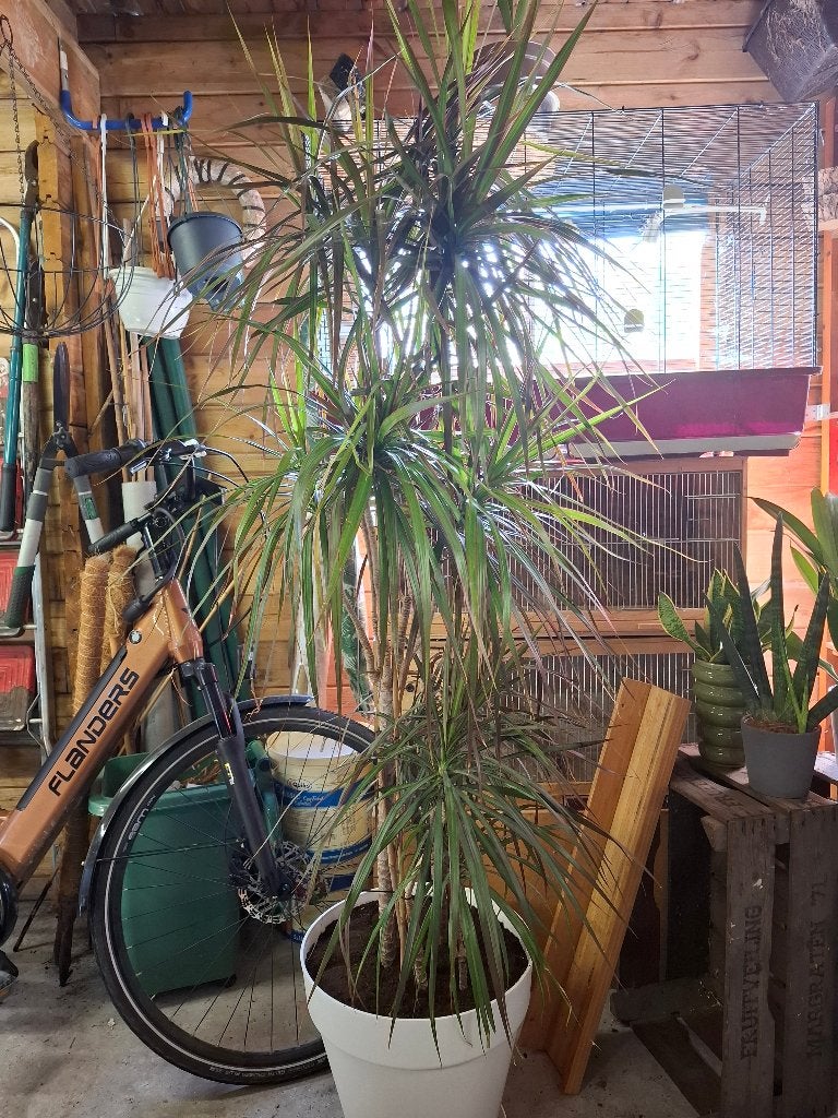 Dracaena marginata, Ophalen, Overige soorten, Halfschaduw, In pot