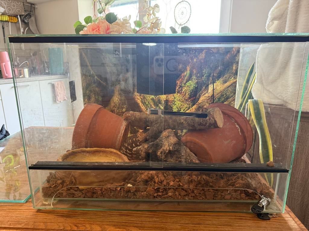 Terrarium 60/40/40, Enlèvement, Comme neuf, Terrarium ou Paludarium