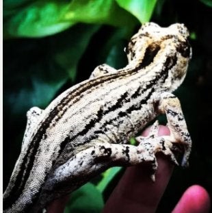 Proven Gargoyle Gecko Man | White Gen |, Lézard, Domestique, 0 à 2 ans