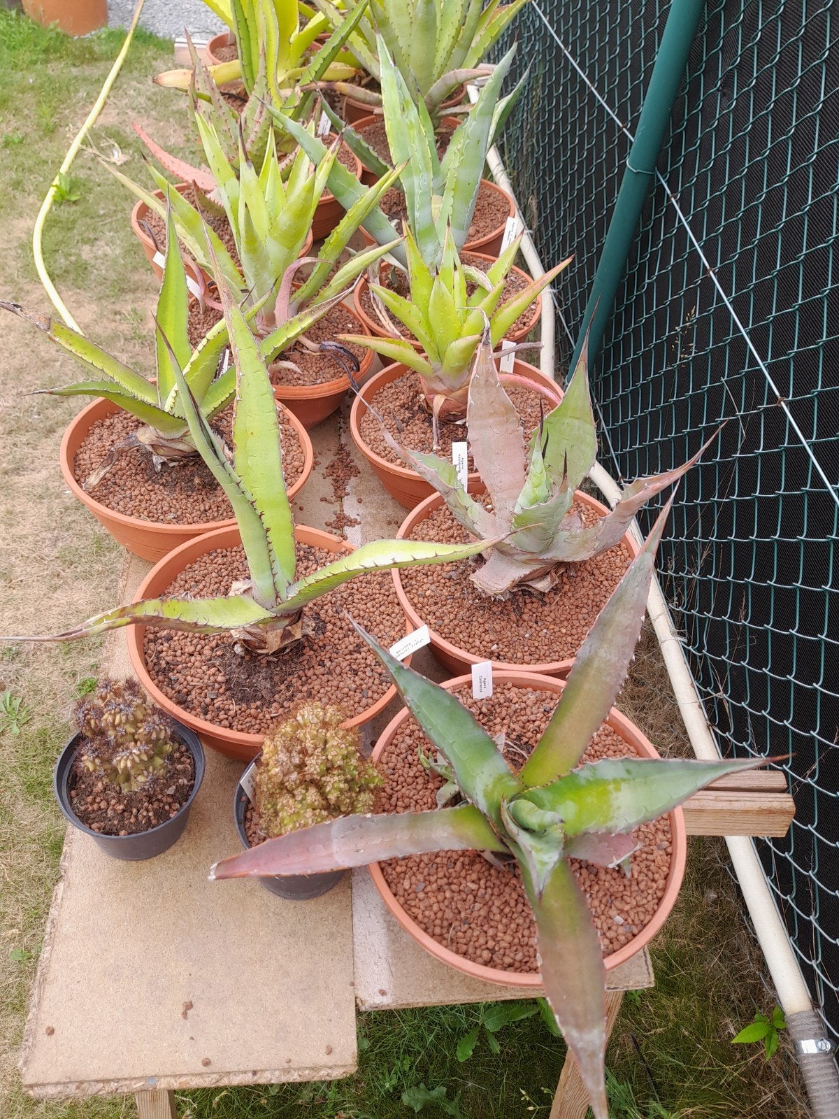 Alle soorten kleinblijvende agaves, mees, Enlèvement, Plante succulente, En pot, Moins de 100 cm