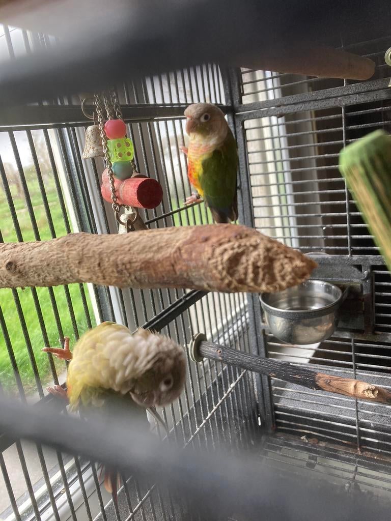 Papegaaien, Dieren en Toebehoren