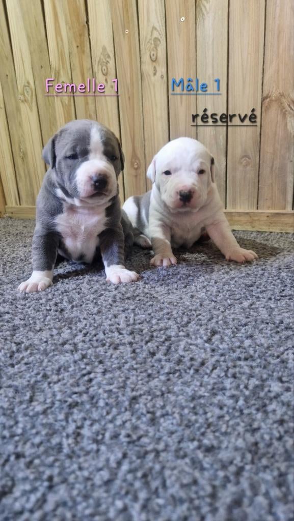 American staffordshire terrier (Chiot), België, 8 tot 15 weken, American Staffordshire Terriër, Parvo