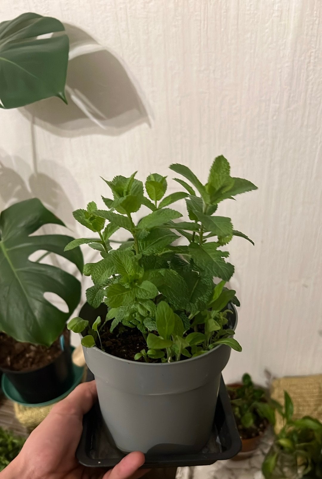 Menthe en pot, Jardin & Terrasse, Enlèvement