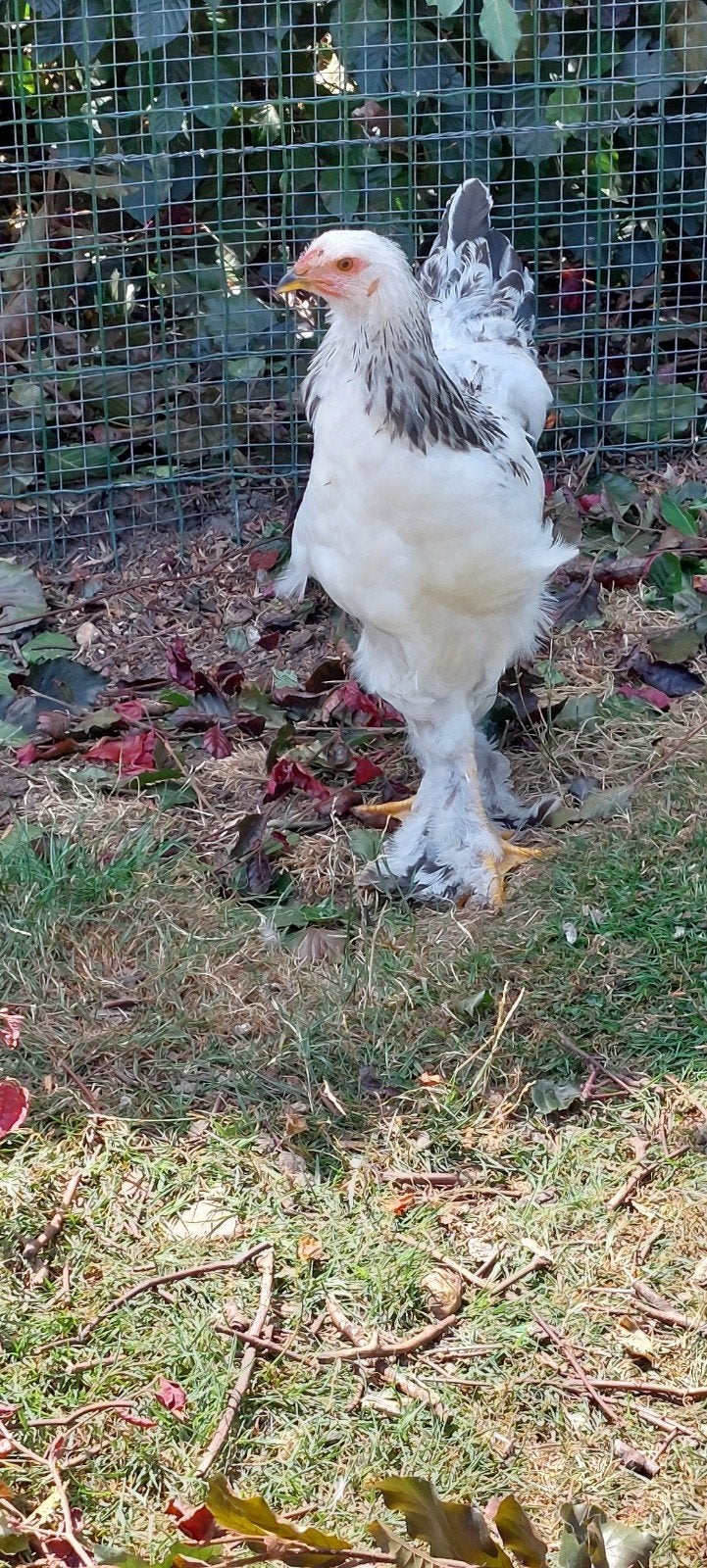 brahma haan, Dieren en Toebehoren