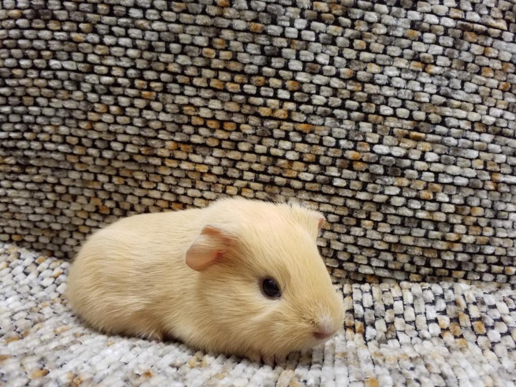 Verschillende leuke cavia beertjes, Animaux & Accessoires, Rongeurs, Mâle, Cobaye, Mai, Domestique