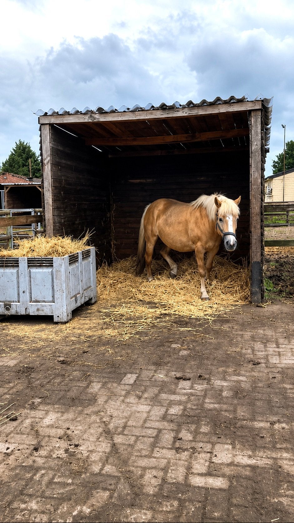 Paddock met schuilhok vol pension te Essen, Dieren en Toebehoren, Stalling, 2 of 3 paarden of pony's