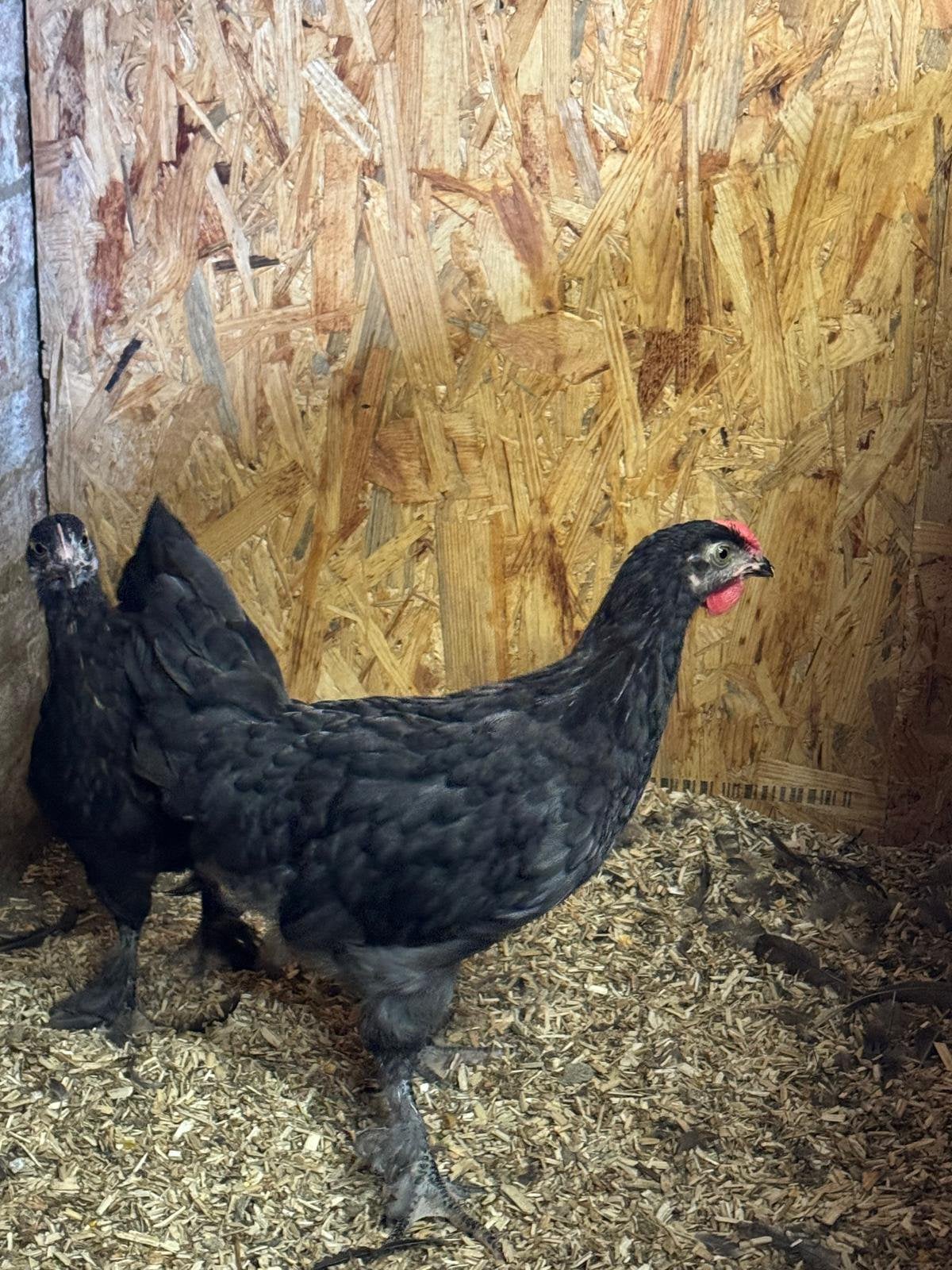 Marans Haan, Dieren en Toebehoren, Mannelijk, Kip