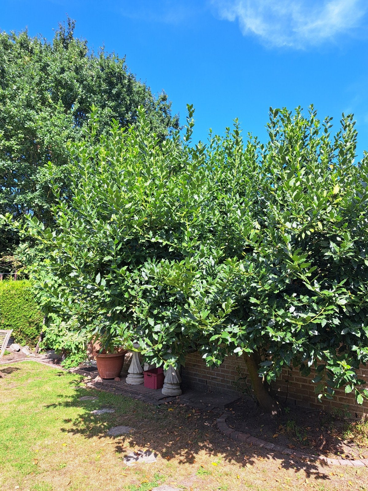 tuin  laurier bom, Ophalen, Laurier