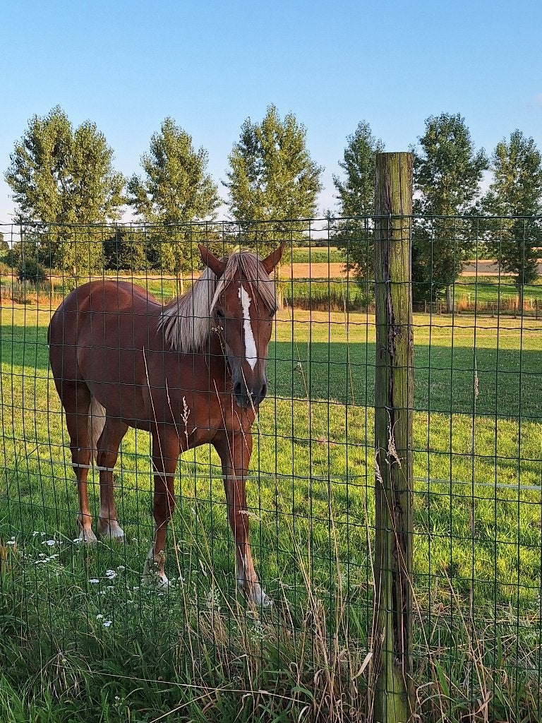 Welsh merrie, Poney C (1.27 m à 1.37m), Avec pedigree, Non dressé, Jument