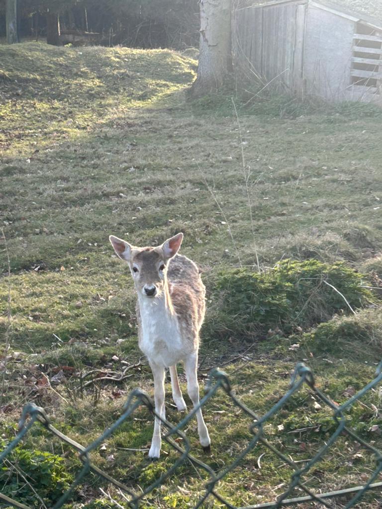 2 x damhert bokjes, Dieren en Toebehoren, Overige Dieren, Juni, Mannelijk