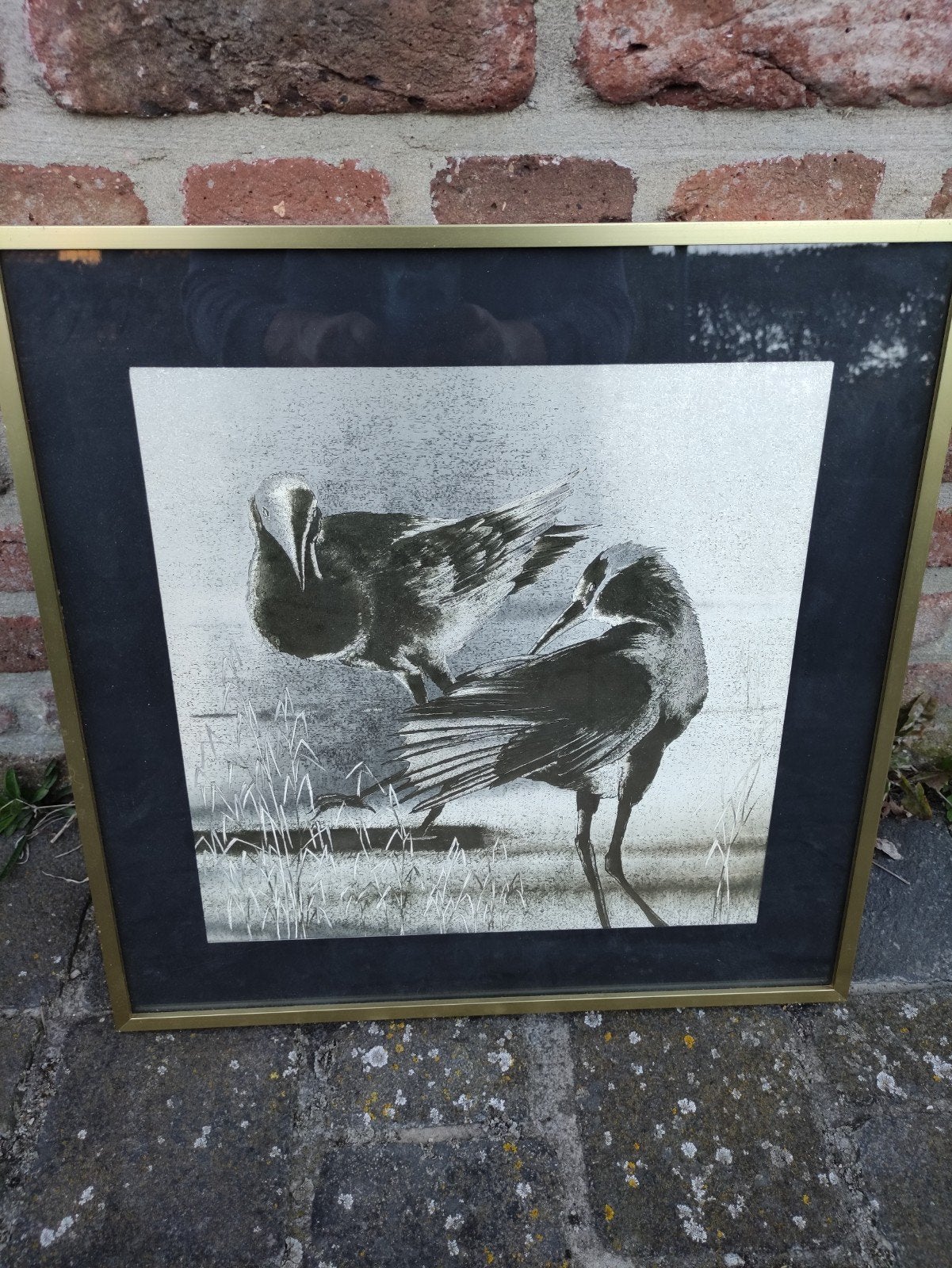 Oiseaux griffés dorés, Enlèvement ou Envoi